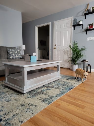 Cozy living room with a gray coffee table, a rug, a plant, and a cat nearby.